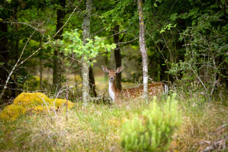 Foto fra Oksbøl. //Forsvaret.dk